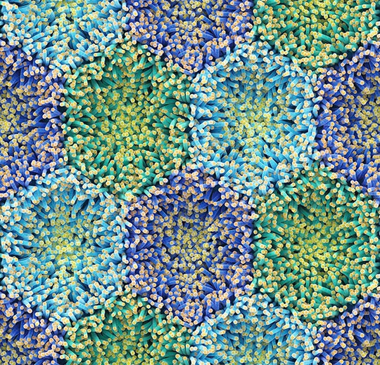 360001F blue anemone